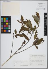 Foto von Salix atrocinerea Brot.